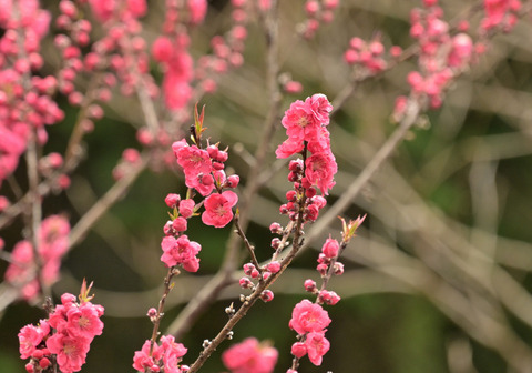 260325ﾊﾅﾓﾓ②