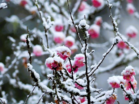 240321梅に雪①