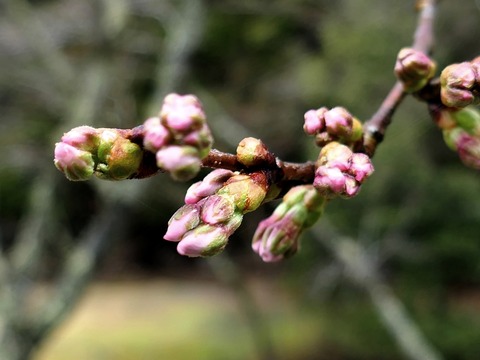 240329染井吉野②