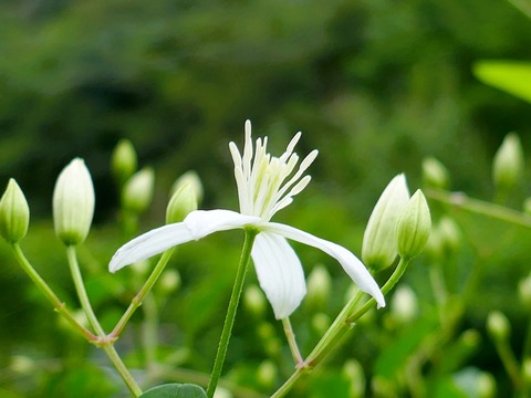 0901ｾﾝﾆﾝｿｳ①