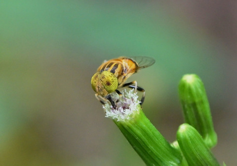 18ｷｺﾞｼﾊﾅｱﾌﾞ