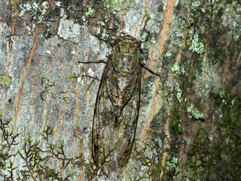 06ﾂｸﾂｸﾎﾞｳｼ♀