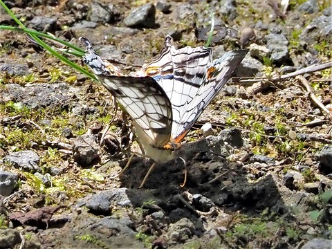 0610イシガケチョウ①