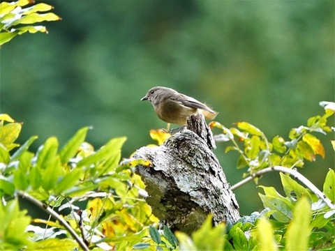 1103ジョウビタキ♀②