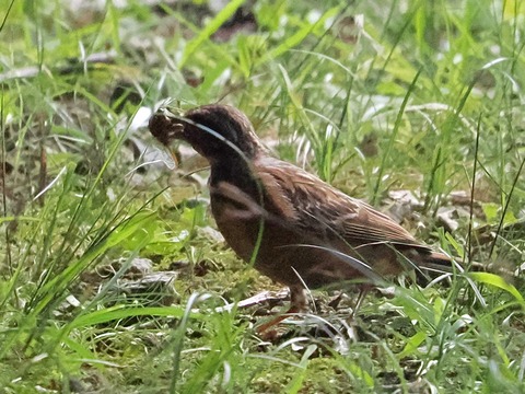 08ﾎｵｼﾞﾛ幼鳥