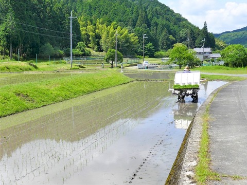 0615田植え②
