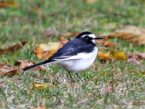 1125ｾｸﾞﾛｾｷﾚｲ④