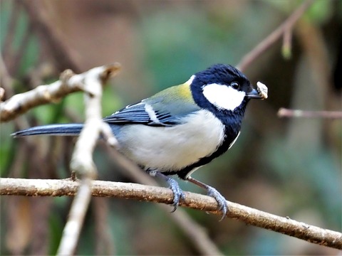 220202ｼｼﾞｭｳｶﾗ①