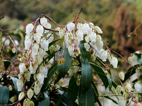 240203ｱｾﾋﾞ①