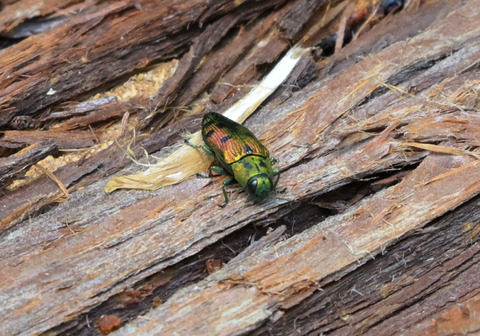 0727ﾏｽﾀﾞｸﾛﾎｼﾀﾏﾑｼ①