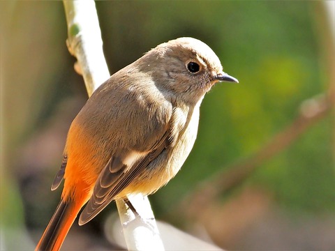 0127ジョウビタ♀②