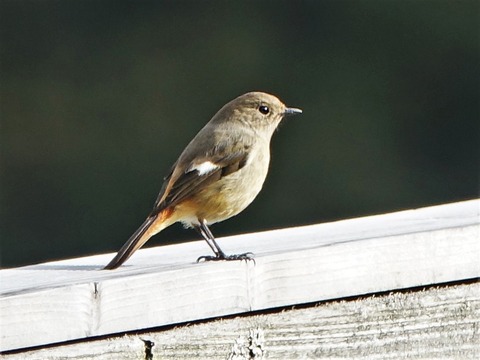 200202ジョウビタキ♀⑥