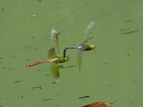 0815ｷﾞﾝﾔﾝﾏ⑨