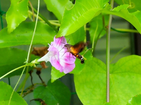 0831ﾎｼﾎｳｼﾞｬｸ②