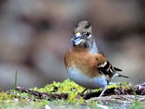 220205ｱﾄﾘ♀②