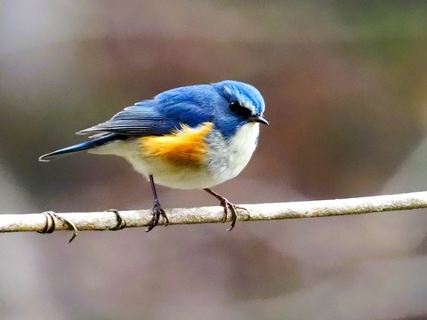 240209ﾙﾘﾋﾞﾀｷ♂④