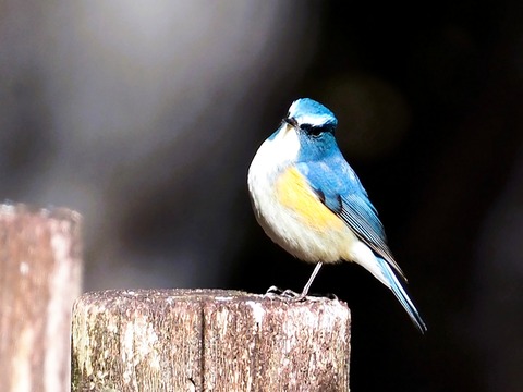 240212ﾙﾘﾋﾞﾀｷ②