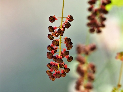 0417ﾐﾂﾊﾞｱｹﾋﾞ③