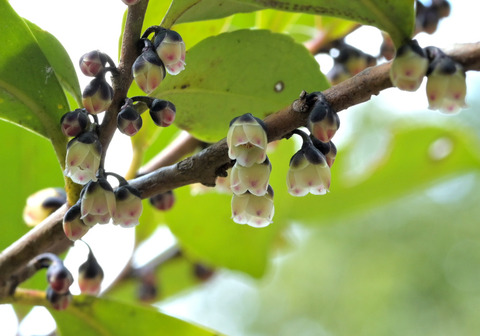 260319ﾋｻｶｷ③