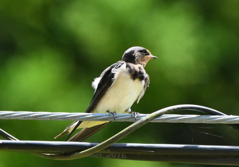 260610_ﾂﾊﾞﾒ幼鳥1