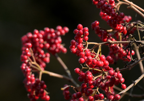 1120ｶﾞﾏｽﾞﾐ