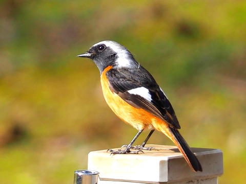 240113ｼﾞｮｳﾋﾞﾀｷ♂②