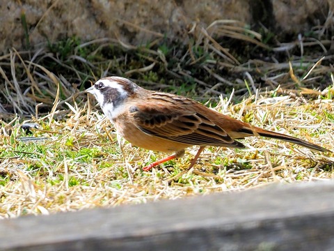 230311ホオジロ♂