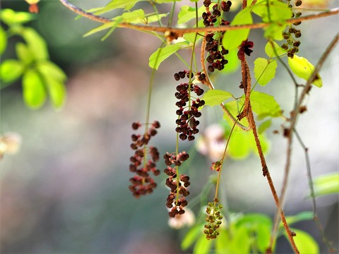 0417ﾐﾂﾊﾞｱｹﾋﾞ②