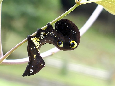 0907ｱｹﾋﾞｺﾉﾊ幼虫②