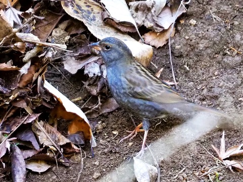 240113ｸﾛｼﾞ 若♂①
