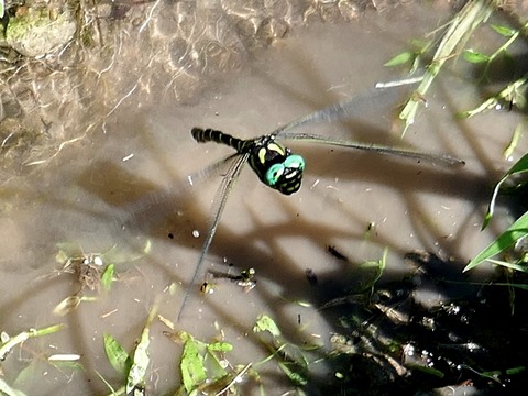 0827ｵﾆﾔﾝﾏ②