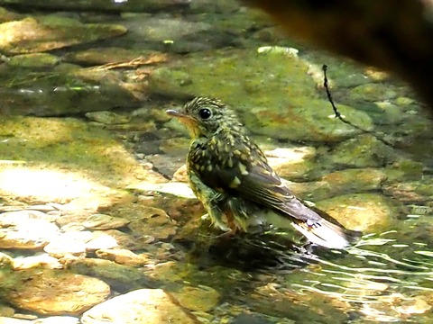 0707キビタキ幼鳥⑦