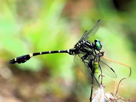 0901ｵﾅｶﾞｻﾅｴ①
