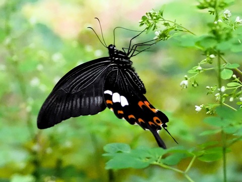 0901ﾓﾝｷｱｹﾞﾊ④