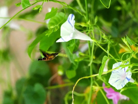 0831ﾎｼﾎｳｼﾞｬｸ①