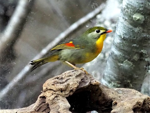 1210ソウシチョウ⑤