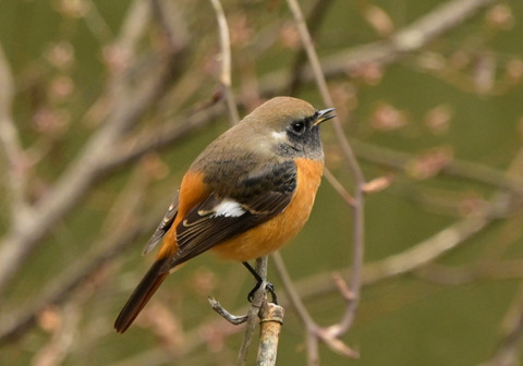 260121ｼﾞｮｳﾋﾞﾀｷ②