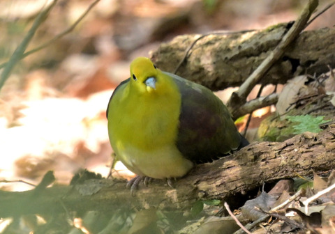 260129ｱｵﾊﾞﾄ②