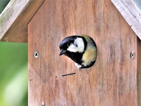 0428ｼｼﾞｭｳｶﾗ①