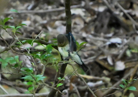 37ｵｵﾙﾘ若鳥