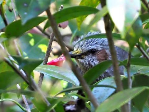 0416ﾋﾖﾄﾞﾘ①