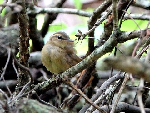 0623ヤブサメ幼鳥⑧