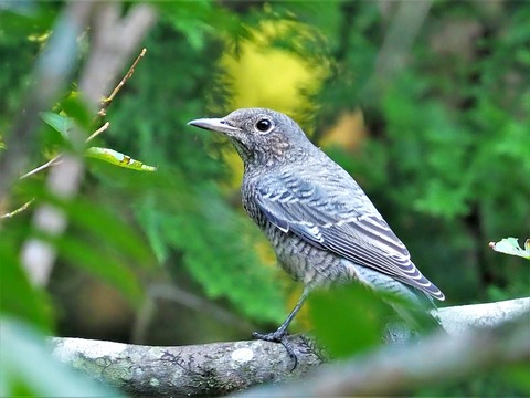 0827イソヒヨドり♀②