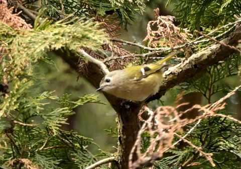 260128ｷｸｲﾀﾀﾞｷ①