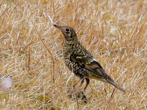 230202ﾄﾗﾂｸﾞﾐ⑥