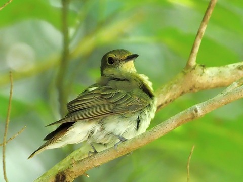 0616キビタキ♀⑤