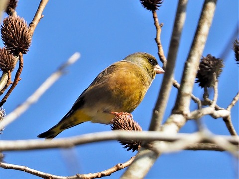 1123ｶﾜﾗﾋﾜ⑦