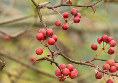260104ｻﾙﾄﾘｲﾊﾞﾗ①