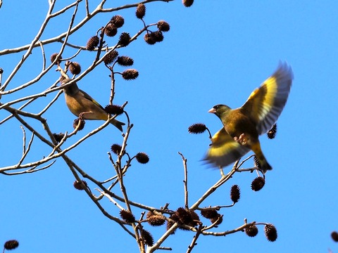 1226ｶﾜﾗﾋﾜ①