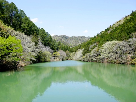 0411通宝寺池①